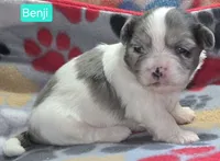 Benji, a male Maltese and Shih Tzu for sale in Wonewoc, WI – 4 of 7