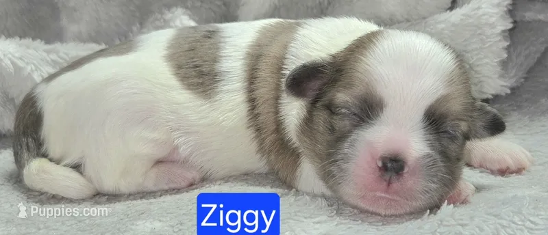 Ziggy – Maltese, Shih Tzu puppy for sale in Wonewoc, WI