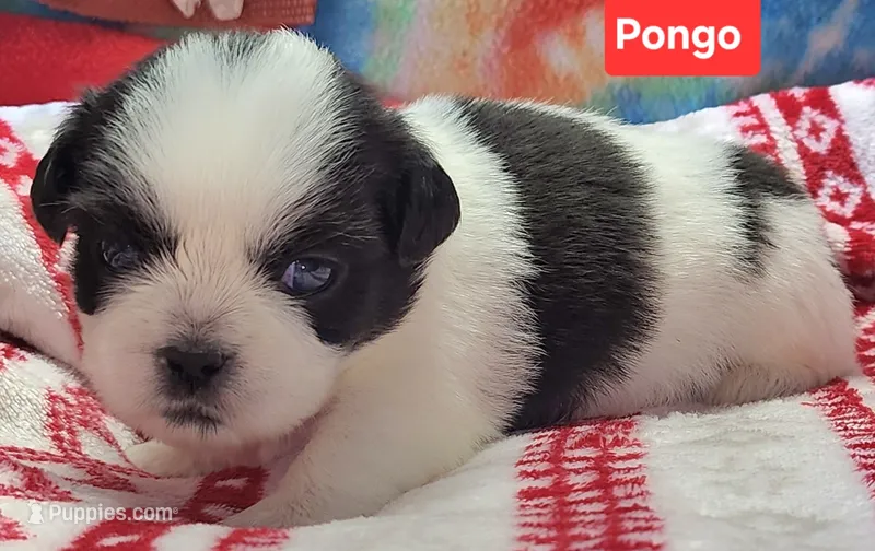 Pongo – Shih Tzu puppy for sale in Wonewoc, WI