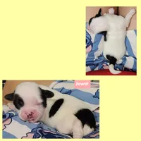 Jewel, a female Shih Tzu for sale in Wonewoc, WI – 1 of 1