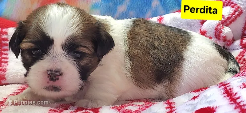 Perdita – Shih Tzu puppy for sale in Wonewoc, WI
