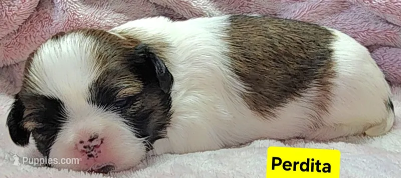 Perdita – Shih Tzu puppy for sale in Wonewoc, WI