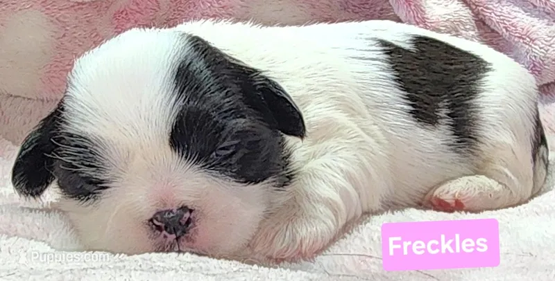 Freckles – Shih Tzu puppy for sale in Wonewoc, WI