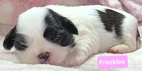 Freckles, a female Shih Tzu for sale in Wonewoc, WI – 6 of 7