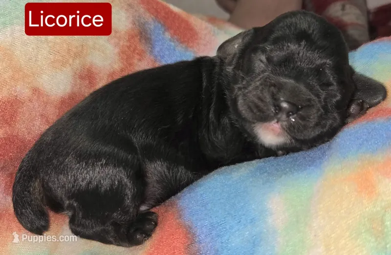 Licorice – Cockapoo puppy for sale in Wonewoc, WI