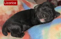 Licorice, a male Cockapoo for sale in Wonewoc, WI – 1 of 1