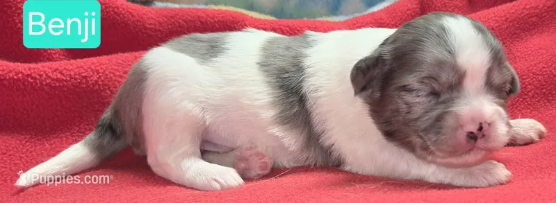 Benji – Maltese, Shih Tzu puppy for sale in Wonewoc, WI