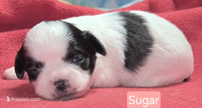 Sugar – Maltese, Shih Tzu puppy for sale in Wonewoc, WI