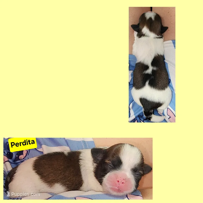 Perdita  – Shih Tzu puppy for sale in Wonewoc, WI