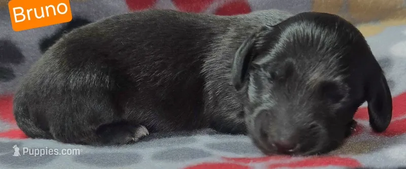 Bruno – Miniature Dachshund puppy for sale in Wonewoc, WI