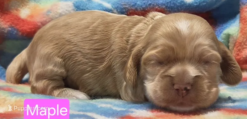 Maple – Cockapoo puppy for sale in Wonewoc, WI