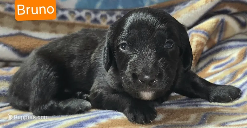 Bruno – Miniature Dachshund puppy for sale in Wonewoc, WI