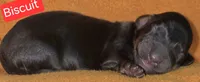 Biscuit, a male Miniature Dachshund for sale in Wonewoc, WI – 2 of 2