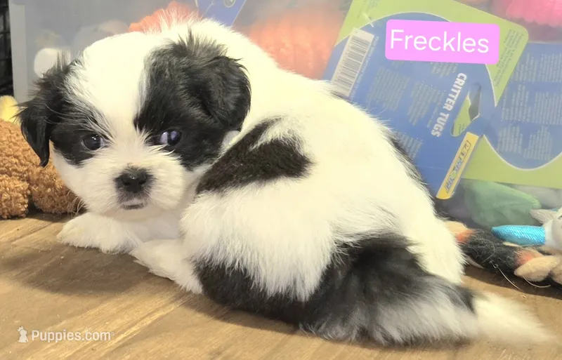 Freckles – Shih Tzu puppy for sale in Wonewoc, WI