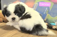 Freckles, a female Shih Tzu for sale in Wonewoc, WI – 3 of 7