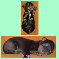 Chip, a male Miniature Dachshund for sale in Wonewoc, WI – 2 of 2