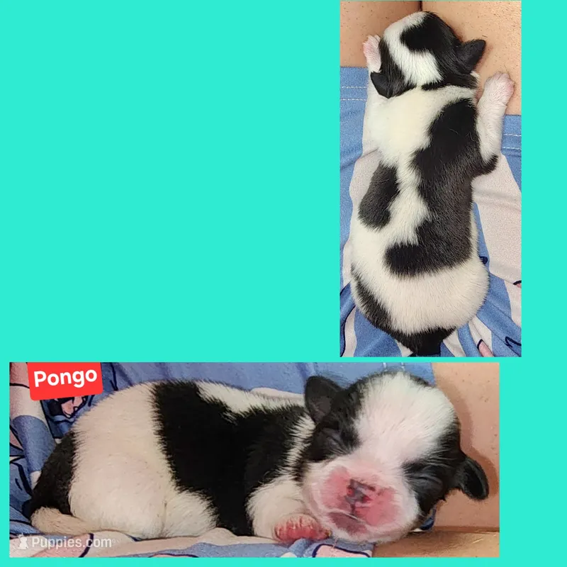 Pongo  – Shih Tzu puppy for sale in Wonewoc, WI