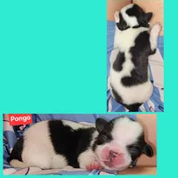 Pongo , a male Shih Tzu for sale in Wonewoc, WI – 1 of 1