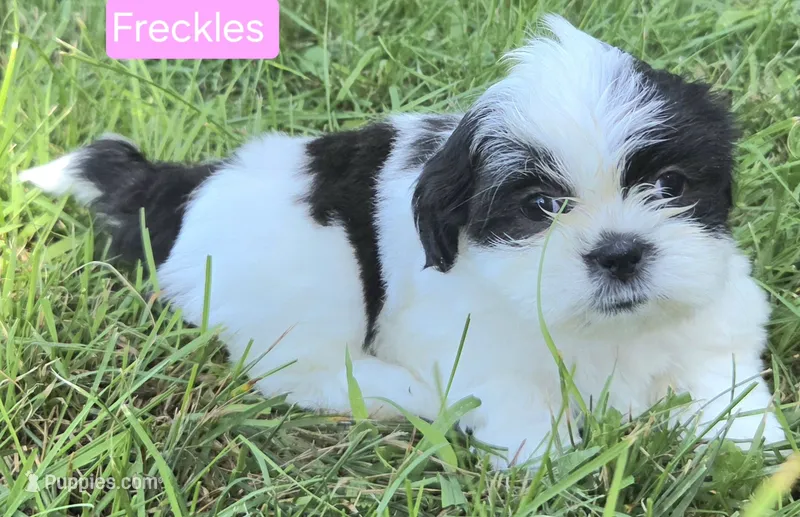 Freckles – Shih Tzu puppy for sale in Wonewoc, WI