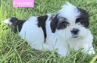 Freckles, a female Shih Tzu for sale in Wonewoc, WI – 2 of 7