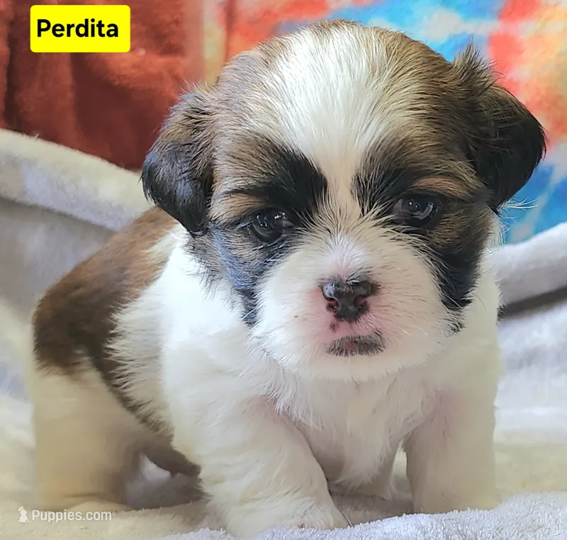 Perdita – Shih Tzu puppy for sale in Wonewoc, WI