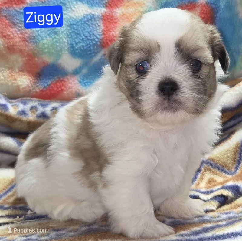 Ziggy – Maltese, Shih Tzu puppy for sale in Wonewoc, WI