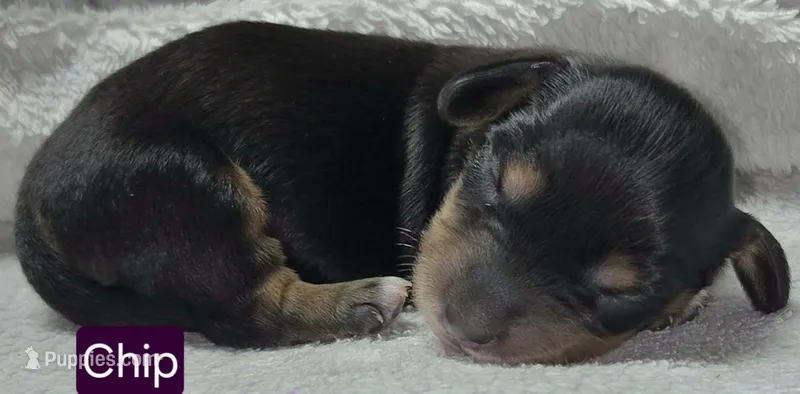 Chip – Miniature Dachshund puppy for sale in Wonewoc, WI