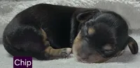Chip, a male Miniature Dachshund for sale in Wonewoc, WI – 1 of 2