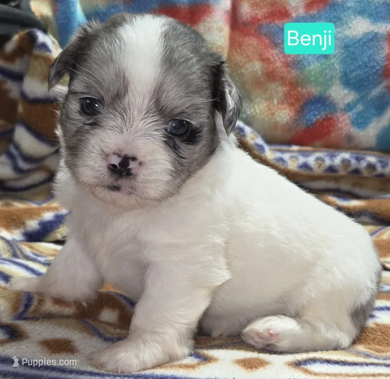 Benji – Maltese, Shih Tzu puppy for sale in Wonewoc, WI