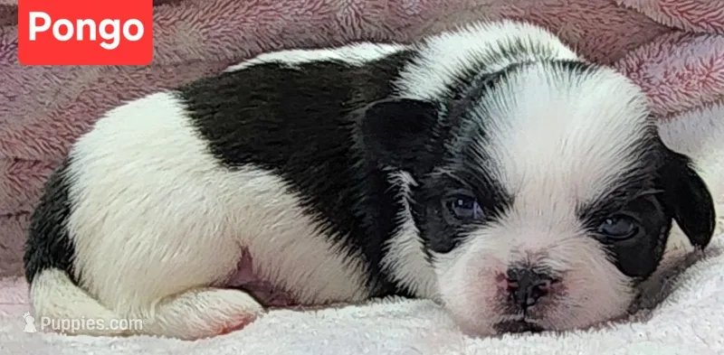 Pongo – Shih Tzu puppy for sale in Wonewoc, WI
