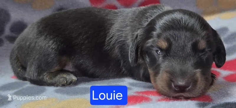 Louie – Miniature Dachshund puppy for sale in Wonewoc, WI