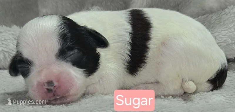 Sugar – Maltese, Shih Tzu puppy for sale in Wonewoc, WI