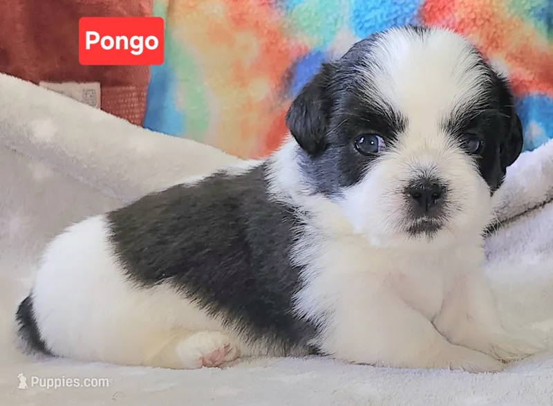 Pongo – Shih Tzu puppy for sale in Wonewoc, WI