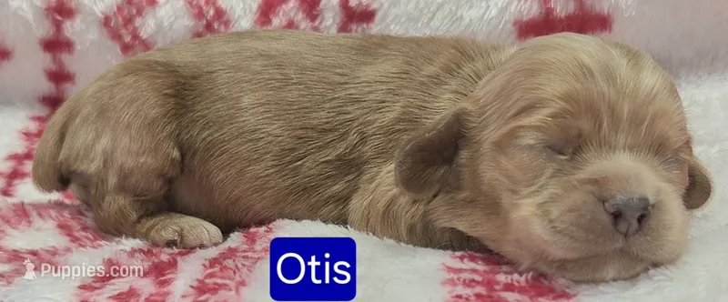 Otis – Cockapoo puppy for sale in Wonewoc, WI