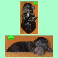 Otto, a male Miniature Dachshund for sale in Wonewoc, WI – 2 of 2
