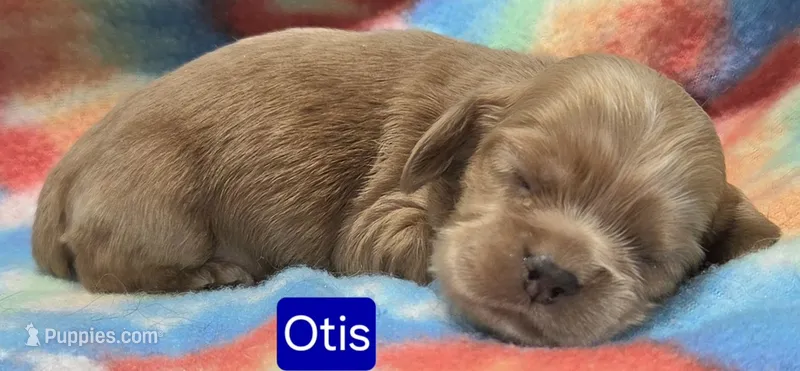 Otis – Cockapoo puppy for sale in Wonewoc, WI