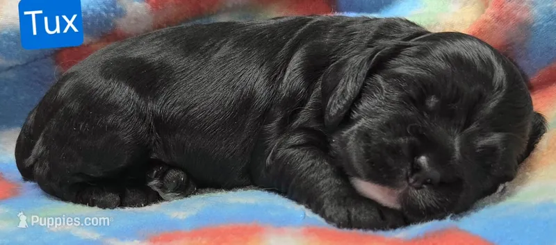 Tux – Cockapoo puppy for sale in Wonewoc, WI