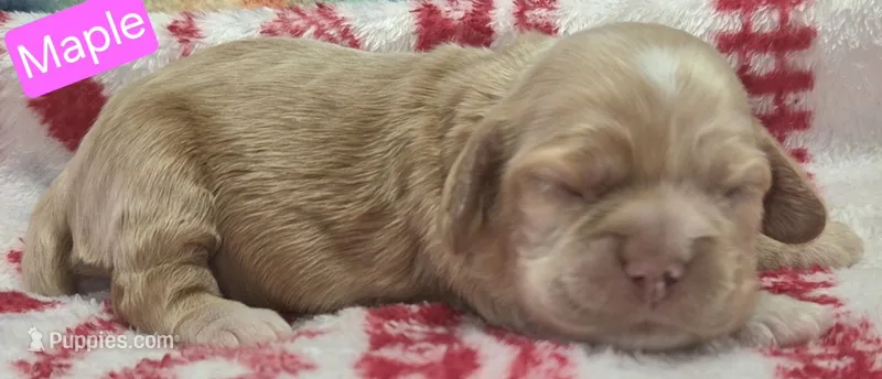 Maple – Cockapoo puppy for sale in Wonewoc, WI