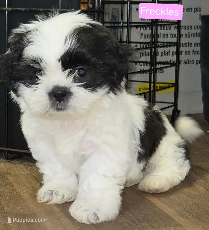 Freckles – Shih Tzu puppy for sale in Wonewoc, WI