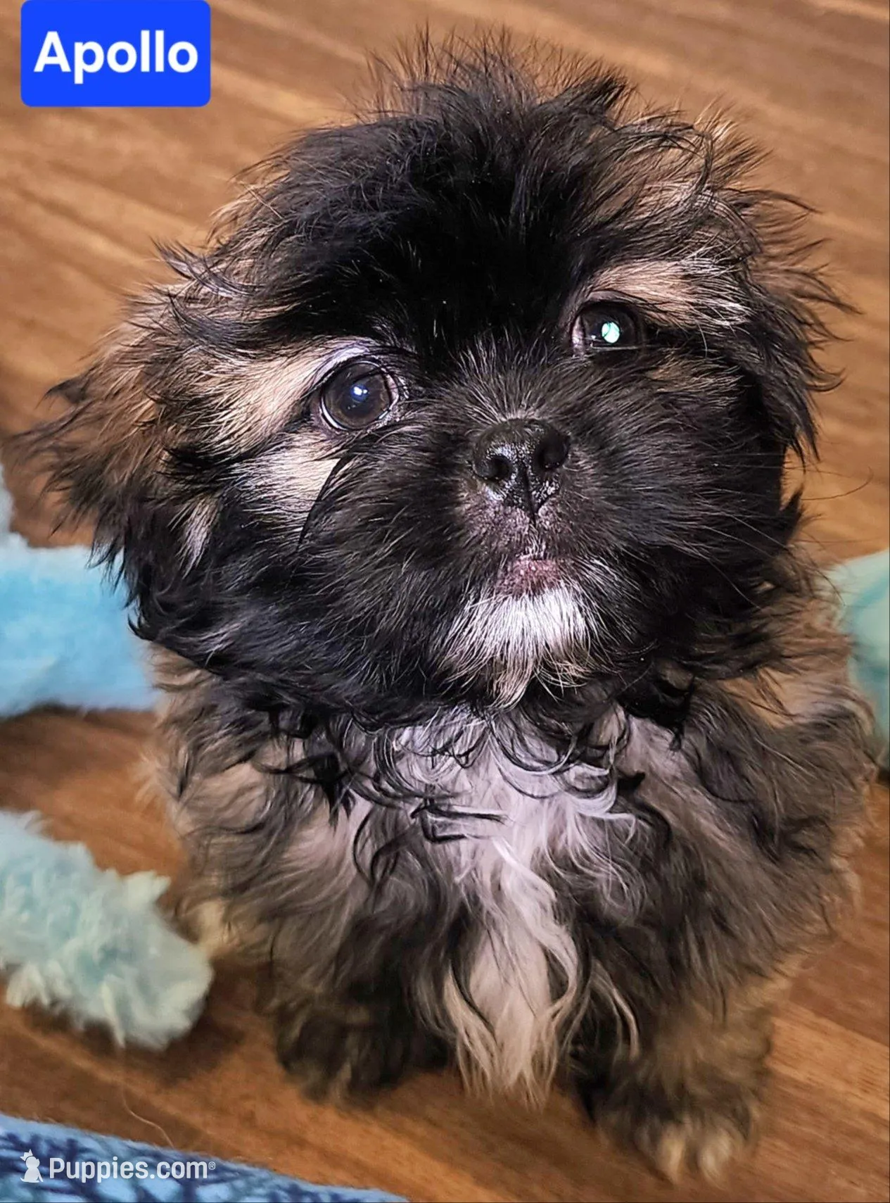 Apollo – Shih Tzu puppy for sale in Wonewoc, WI