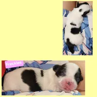 Freckles , a female Shih Tzu for sale in Wonewoc, WI – 1 of 1