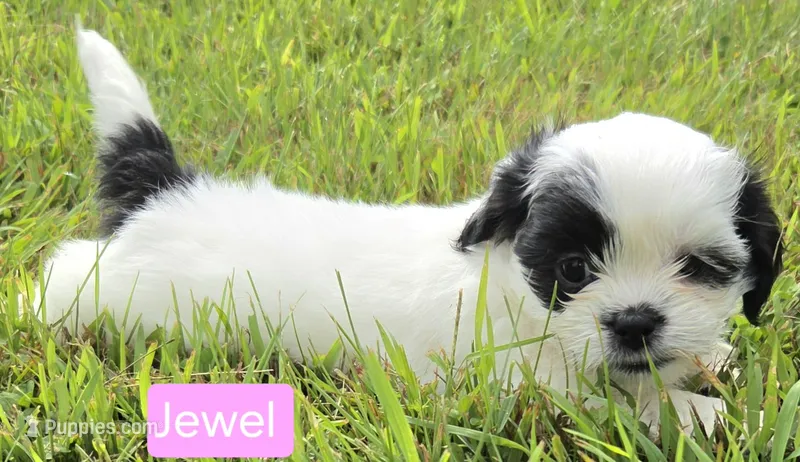 Jewel – Shih Tzu puppy for sale in Wonewoc, WI