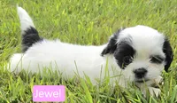Jewel, a female Shih Tzu for sale in Wonewoc, WI – 2 of 7