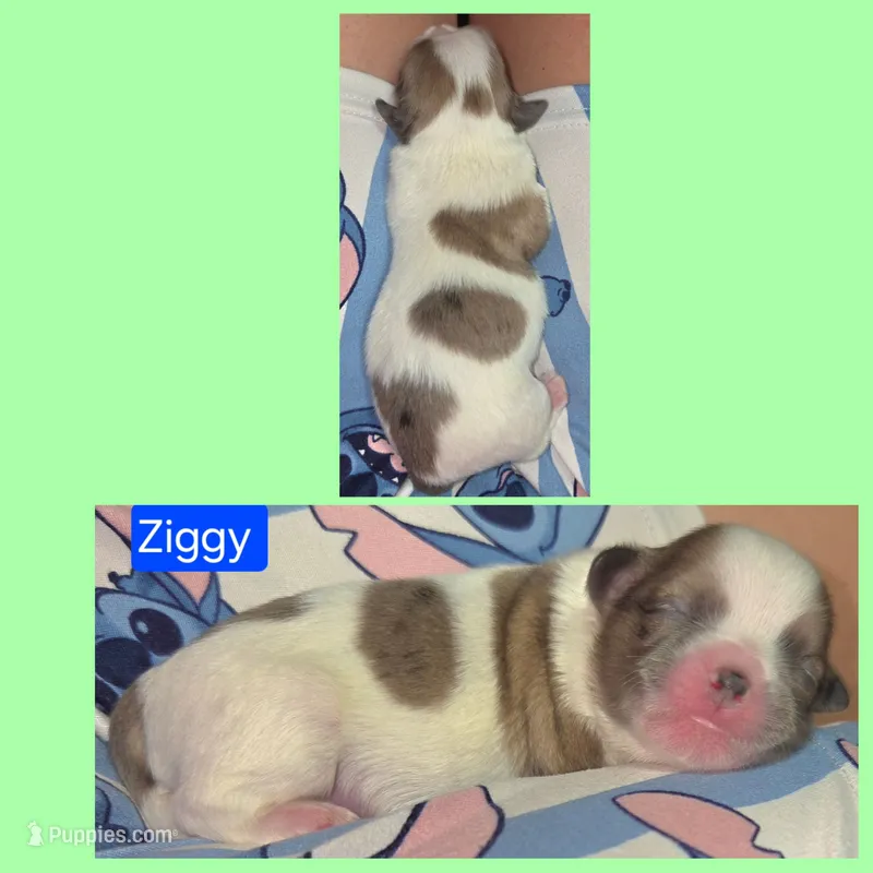 Ziggy – Maltese, Shih Tzu puppy for sale in Wonewoc, WI