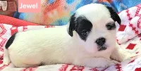 Jewel, a female Shih Tzu for sale in Wonewoc, WI – 5 of 7