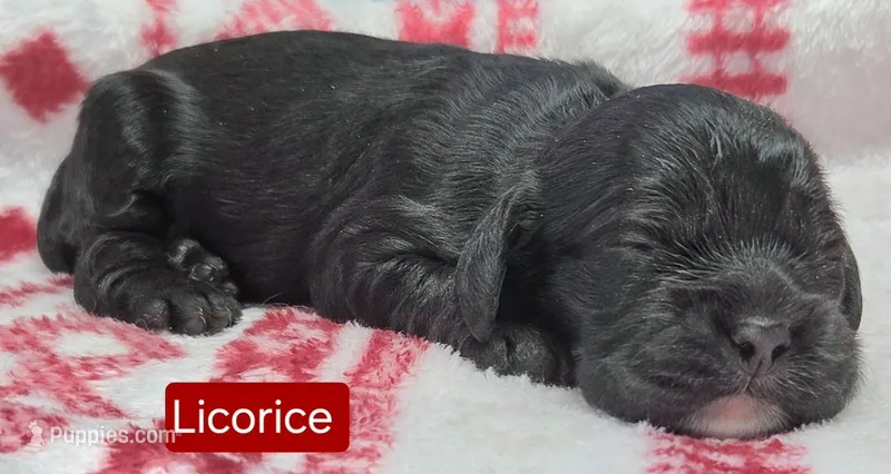 Licorice – Cockapoo puppy for sale in Wonewoc, WI