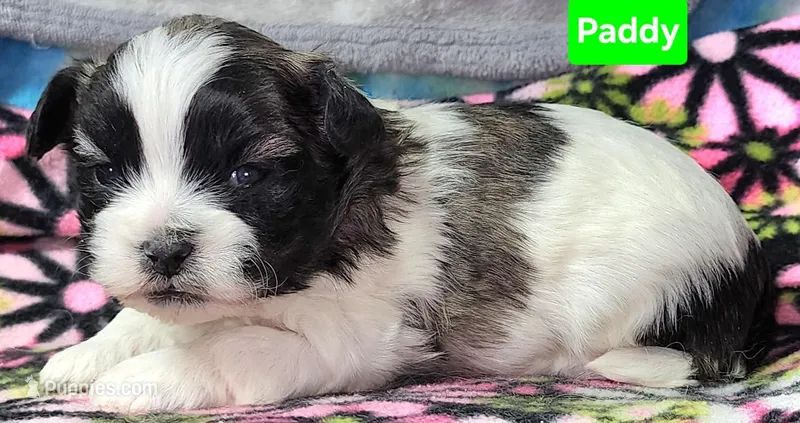 Paddy – Shih Tzu puppy for sale in Wonewoc, WI