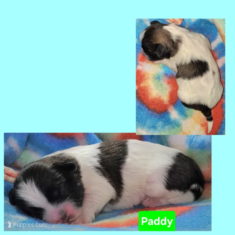 Paddy – Shih Tzu puppy for sale in Wonewoc, WI