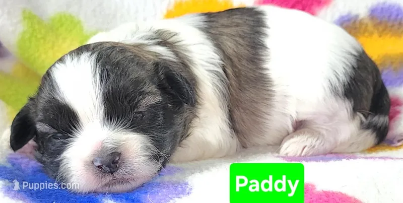 Paddy – Shih Tzu puppy for sale in Wonewoc, WI