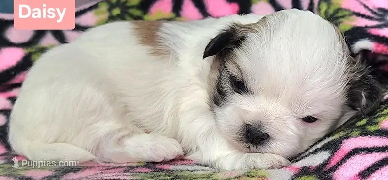 Daisy  – Shih Tzu puppy for sale in Wonewoc, WI